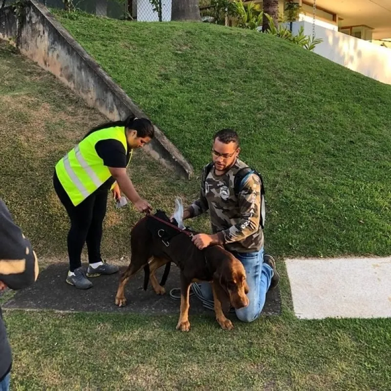 Spa de Cachorro Morumbi