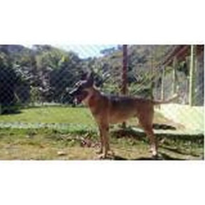 treinadores para cães