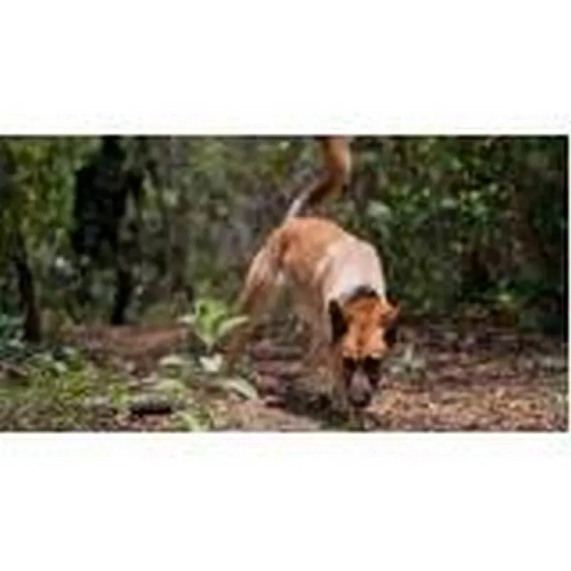 treinador para cachorros farejadores