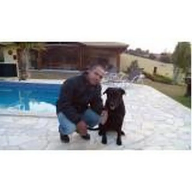 treinamentos de cães