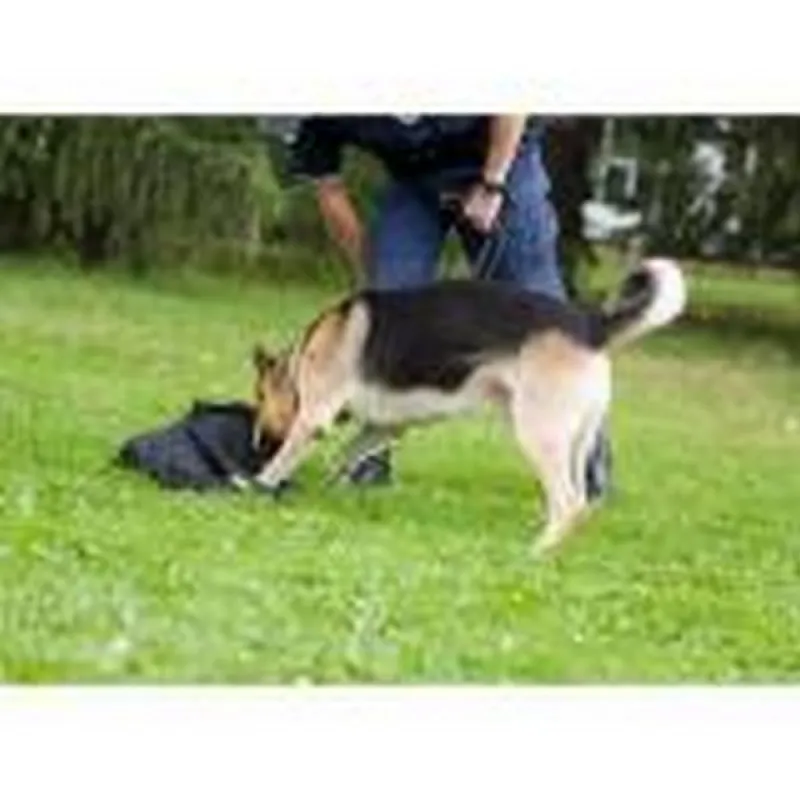 treinador de cachorros farejadores