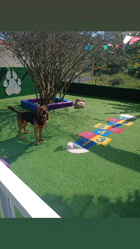 Contato de Creche Canina Perto de Mim Bom Retiro - Creche e Hotel para Cachorro Barueri