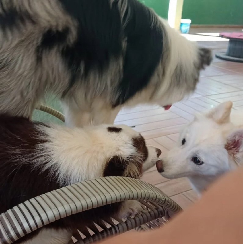 Contato de Creche para Cachorro Perto de Mim Osasco - Creche e Hotel para Cachorro Barueri