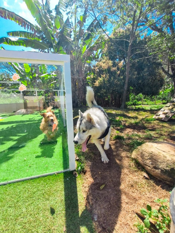 Contato de Creche para Cachorros Bom Retiro - Escolinha para Cães Jandira