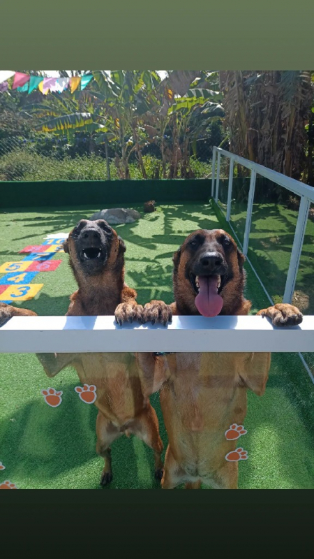 Contato de Creches para Cães Vila Madalena - Daycare para Cachorro Jandira