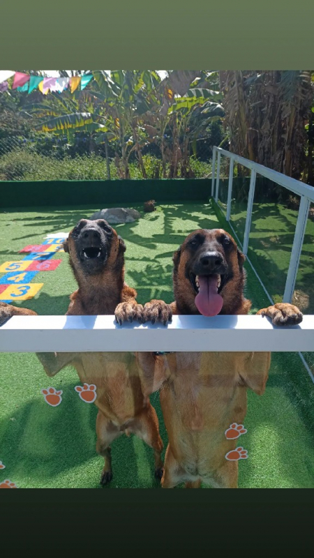 Contato de Creches para Cães Vila Olímpia  - Day Care Cachorros Itapevi