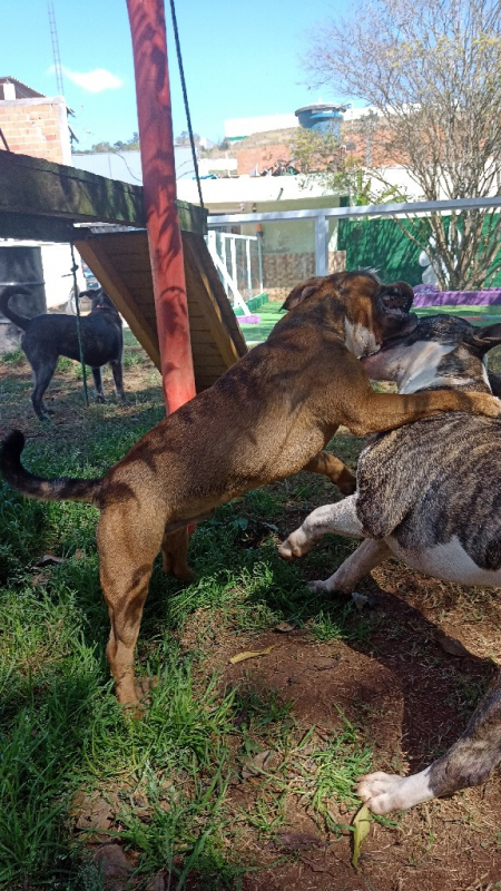 Contato de Day Care Cachorros Higienópolis - Creche Canina Itapevi
