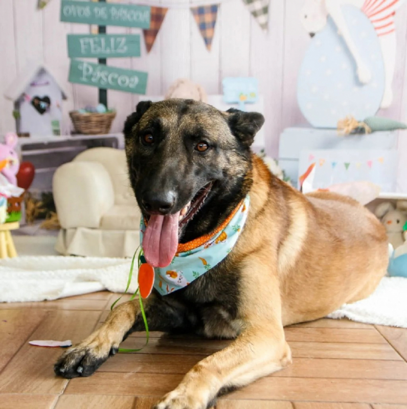 Contato de Daycare para Cachorro Vila Maria - Creches para Cães Alphaville