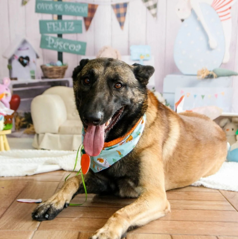 Contato de Daycare para Cachorro Vila Maria - Escolinha para Cães Jandira