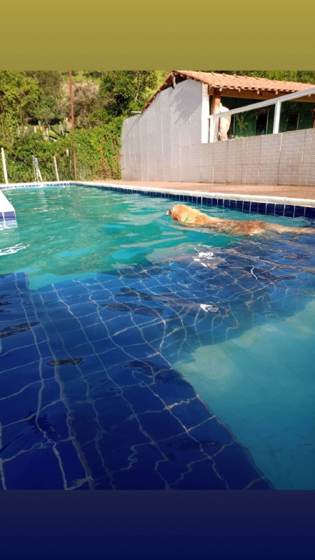 Creche Canina Contato Santana de Parnaíba - Escolinha para Cães Jandira