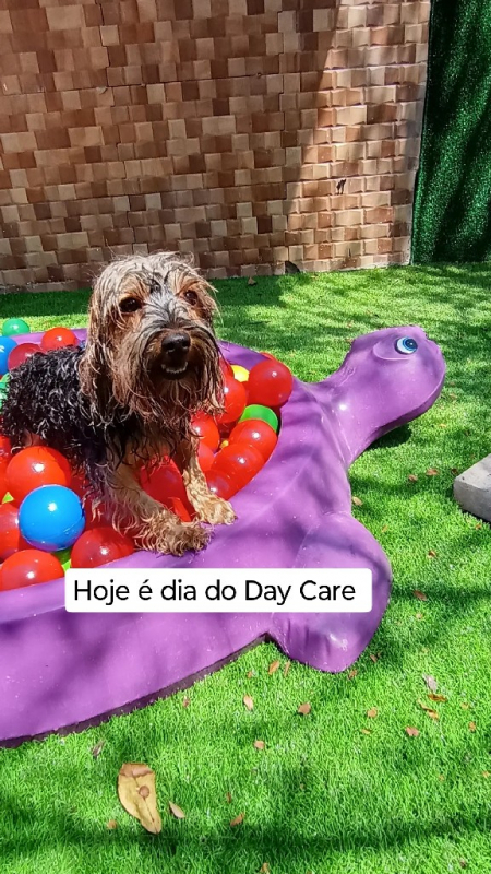 Creche Canina Endereço Carapicuíba - Escolinha para Cães Jandira