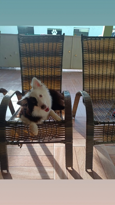Creche Canina Perto de Mim Contato Carapicuíba - Creche para Pets Jandira