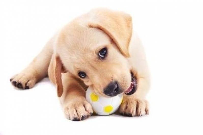 Creche de Cães Morumbi - Espaço Creche para Cães