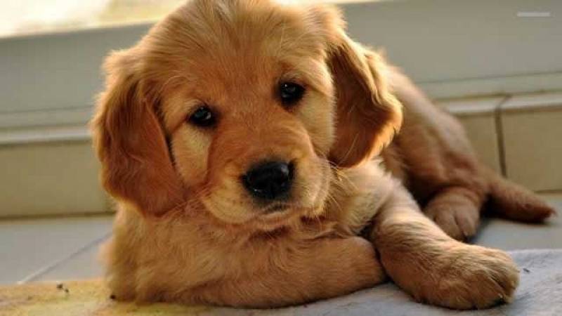 Creche de Hospedagem para Cachorro em SP Lapa - Creche de Cães com Day Care