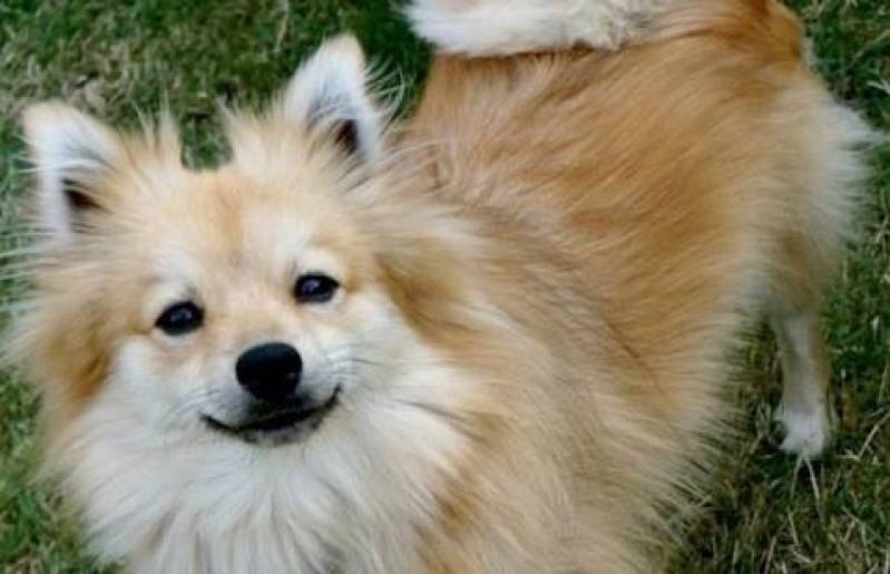 Creche e Day Care para Cães Itapevi - Creche de Cachorros Golden Retriever