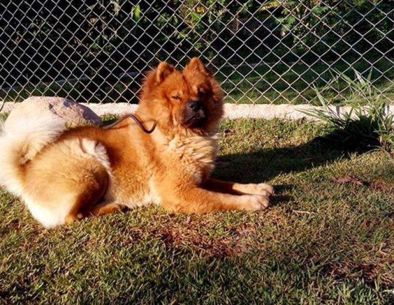 Creche Hotel para Cachorro Alto da Lapa - Creche para Animais