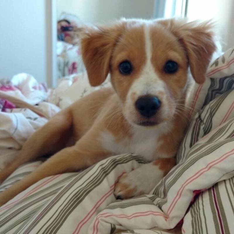 Creche para Animais de Estimação em SP Higienópolis - Creche de Cachorros Golden Retriever