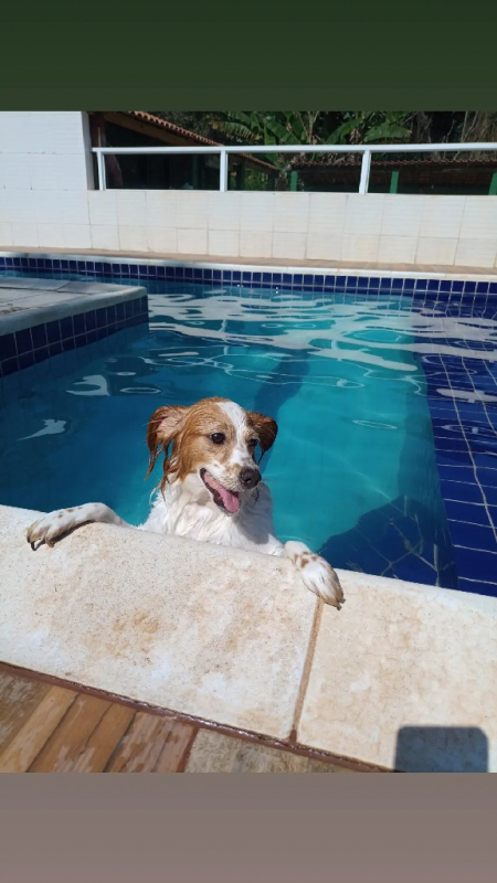 Creche para Cachorro Perto de Mim Contato Tamboré - Creches para Cães Alphaville