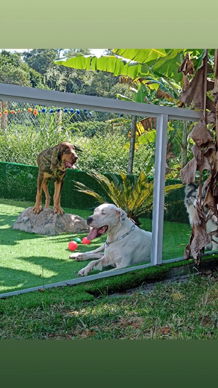 Creche para Cachorro Perto de Mim Santana de Parnaíba - Daycare para Cachorro Jandira