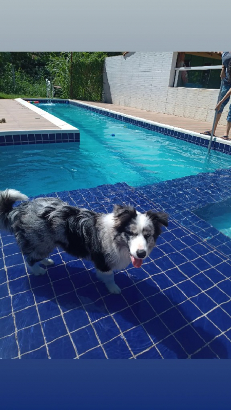 Creche para Cachorro Próximo a Mim Aldeia da Serra - - Escolinha para Cães Jandira