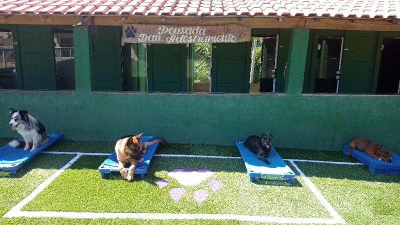 Creche para Cachorros Contato Jardim Bonfiglioli - Escolinha para Cães Jandira