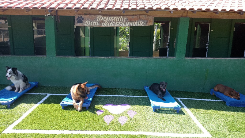 Creche para Cachorros Contato Alphaville - Day Care Cachorros Itapevi