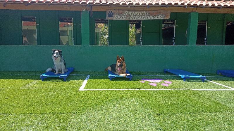 Creche para Cachorros Tamboré - Creche Canina Itapevi