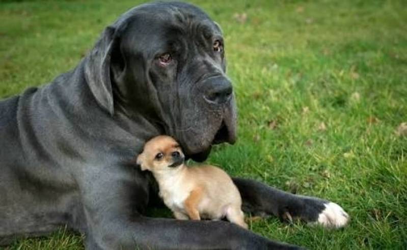 Creche para Cães Morumbi - Creche para Animais