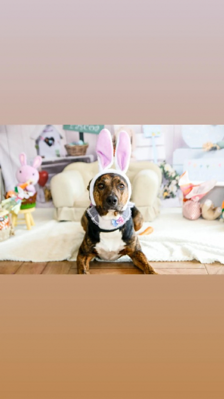 Creche para Pets Contato Rio Pequeno - Daycare para Cachorro Jandira