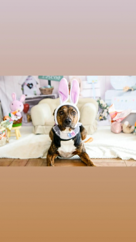 Creche para Pets Contato Bom Retiro - Escolinha para Cães Jandira