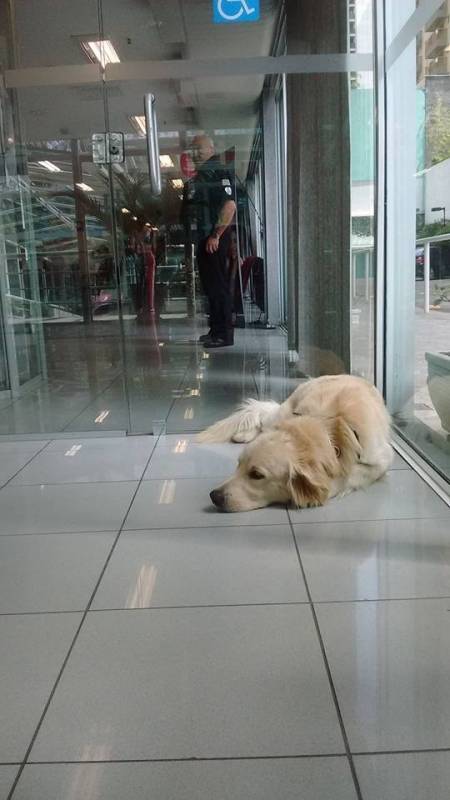 Creches de Hospedagens para Cachorros Tamboré - Espaço Creche para Cães