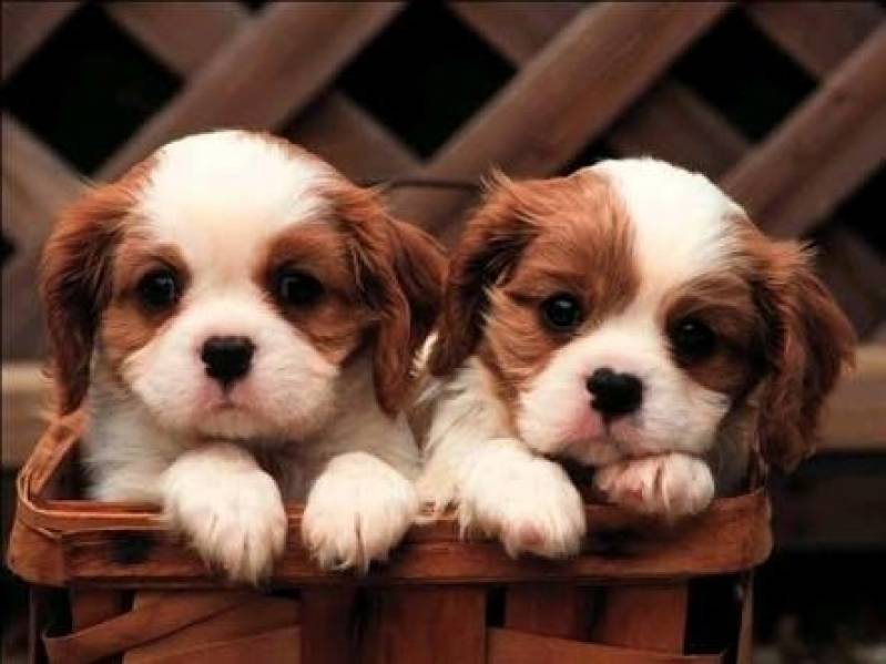 Creches e Pet Shop para Cachorros Higienópolis - Creche de Cães