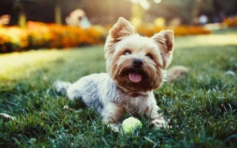 Creches para Animais Vila Madalena - Creche de Hospedagem para Cachorro