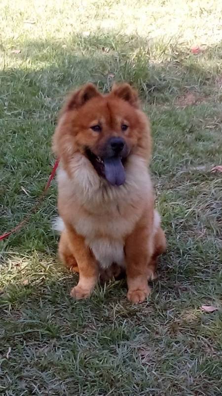 Creches para Cães Alto da Lapa - Escolinha para Cachorros Alphaville