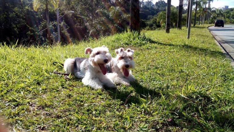 Creches para Hospedagem de Cães Higienópolis - Creche para Cães