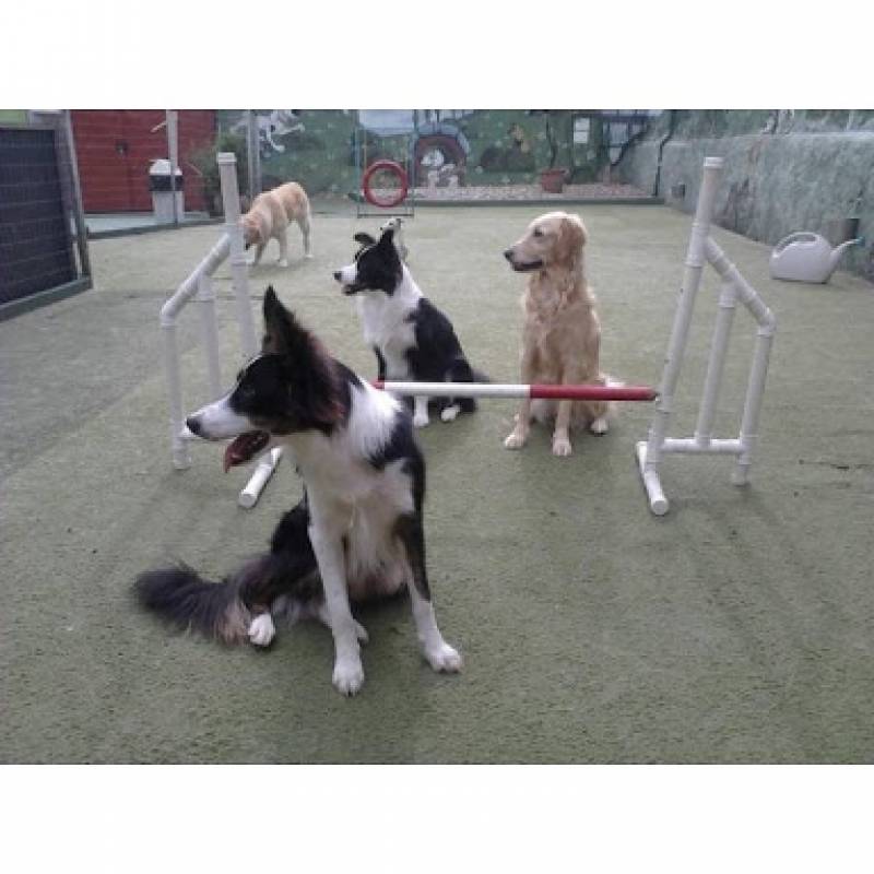 Curso de Adestramento Agility Preço Rio Pequeno - Curso de Adestramento Canino