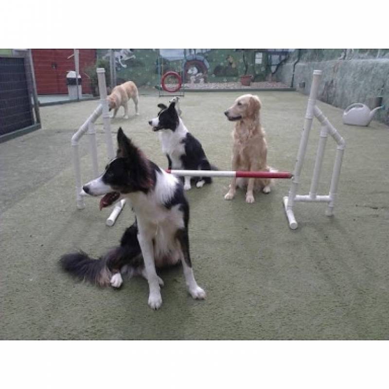 Curso de Adestramento Agility Preço Vila Madalena - Curso de Adestramento de Cães Presencial