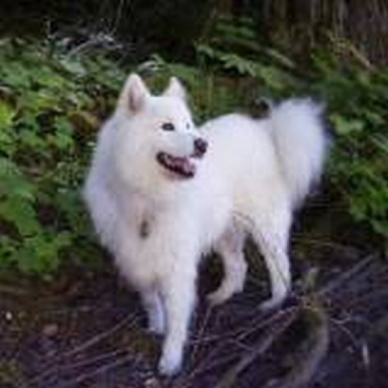 Curso de Adestramento Animal Preço Jardim Bonfiglioli - Curso de Adestramento de Labrador