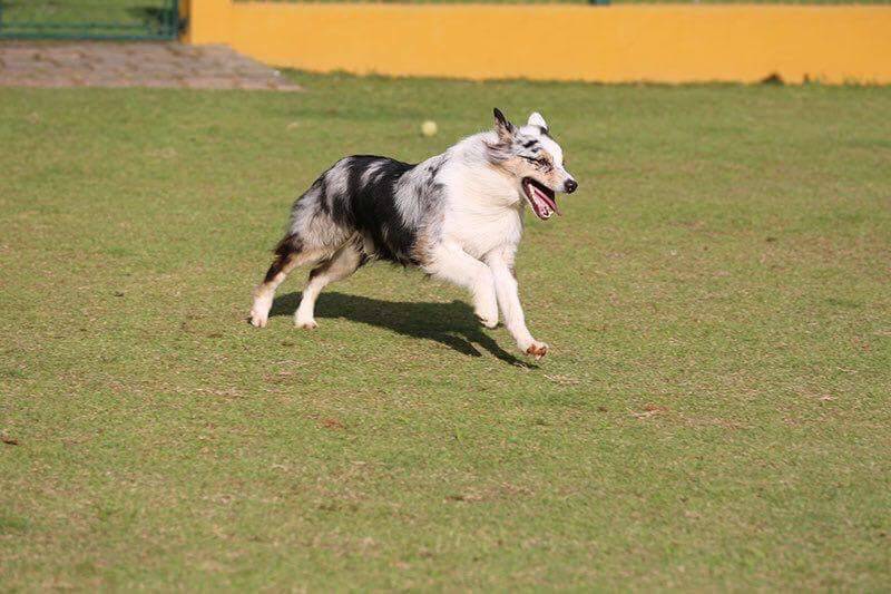 Curso de Adestramento Border Collie Preço Vila Olímpia  - Curso de Adestramento Agility