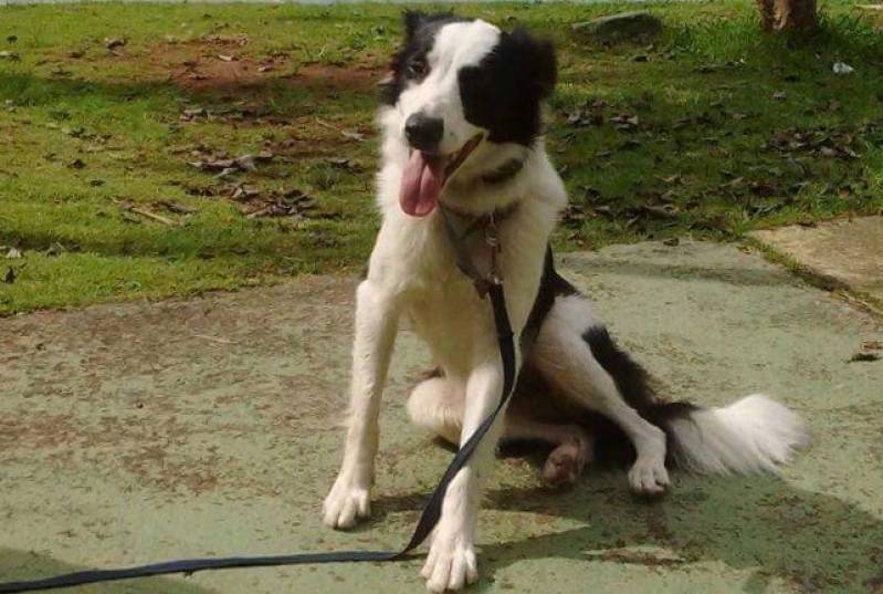 Curso de Adestramento Border Collie Vila Madalena - Curso de Adestramento Agility