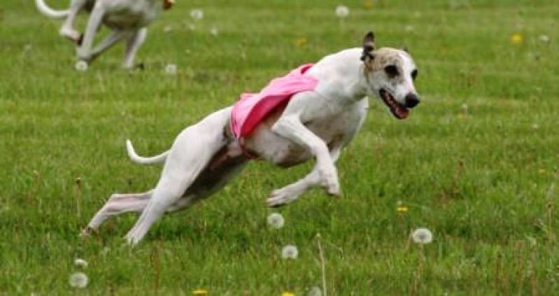 Curso de Adestramento Canino Cotia - Curso de Condução de Cão de Faro