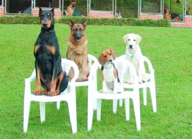 Curso de Adestramento de Cães Presencial Preço Carapicuíba - Curso de Adestramento Presencial