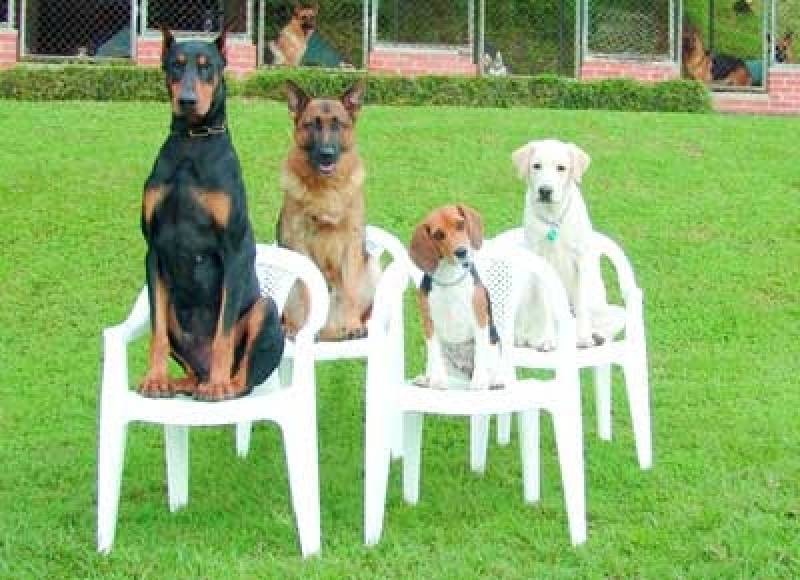 Curso de Adestramento de Cães Presencial Preço Lapa - Curso de Adestramento Canino