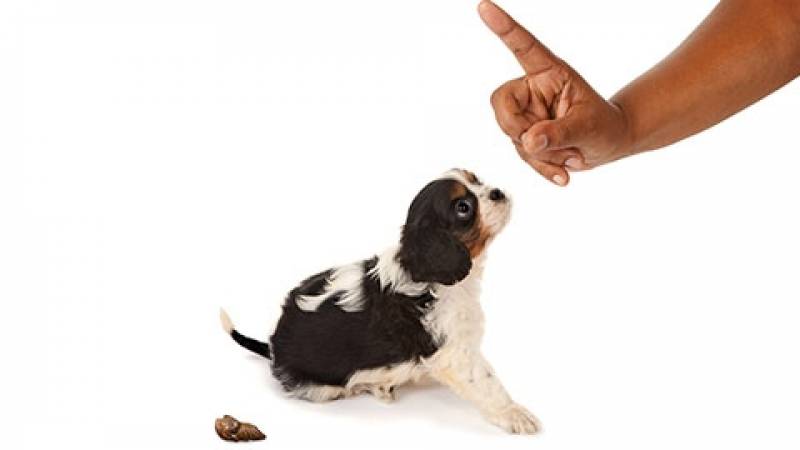 Curso de Adestramento de Cães Presencial Alphaville - Curso para Treinar Cão de Faro