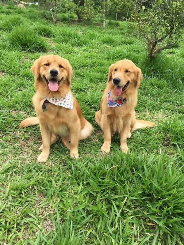 Curso de Condução de Cães Higienópolis - Adestramento Básico de Cães