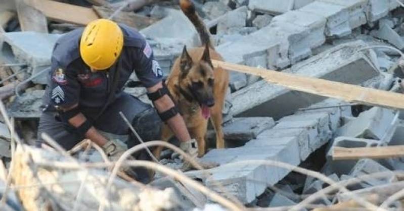 Curso de Condução de Cão de Faro Preço Alto da Lapa - Curso de Adestramento Sp
