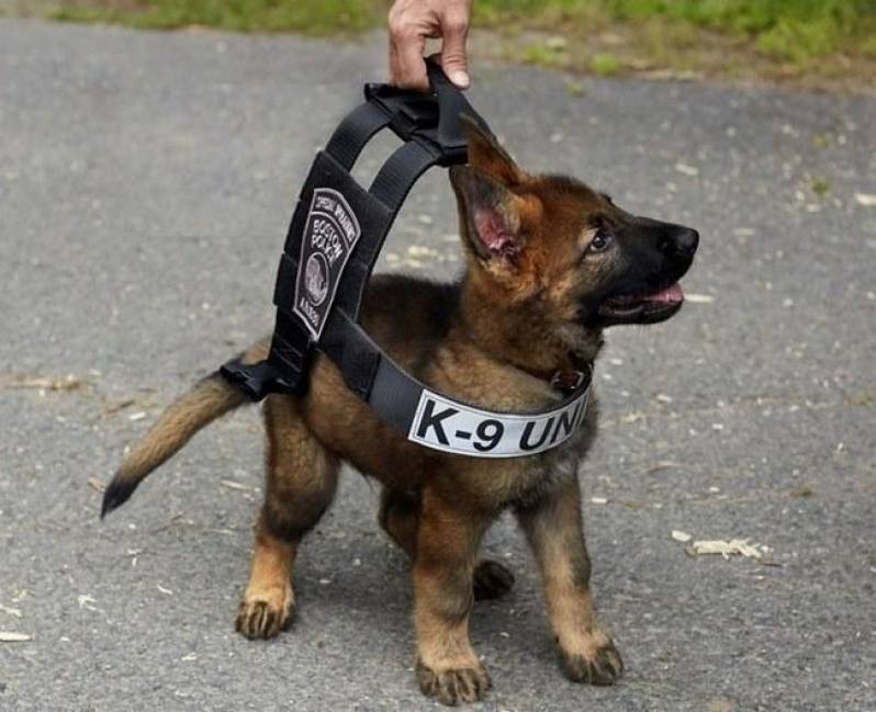 Curso de Condução de Cão de Faro Carapicuíba - Curso de Adestramento de Labrador