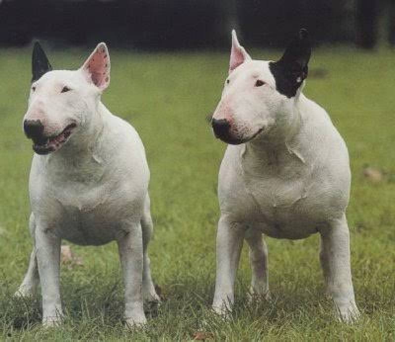 Curso para Adestrar Cão Bravo Preço Osasco - Adestrador a Domicílio para Cães Bravos