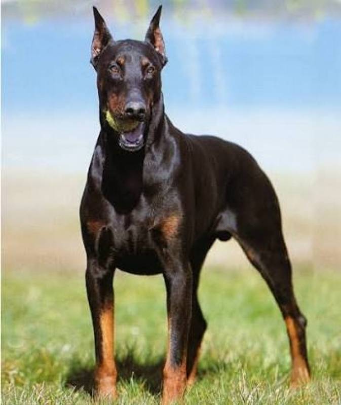 Curso para Adestrar Cão Bravo Alphaville - Curso para Adestrar Cão Bravo