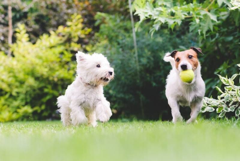 Curso para Ser Adestrador de Cães Vila Olímpia  - Cursos para Adestramento de Cães